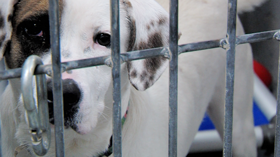 Vermilion county animal shelter, over-crowded numbers